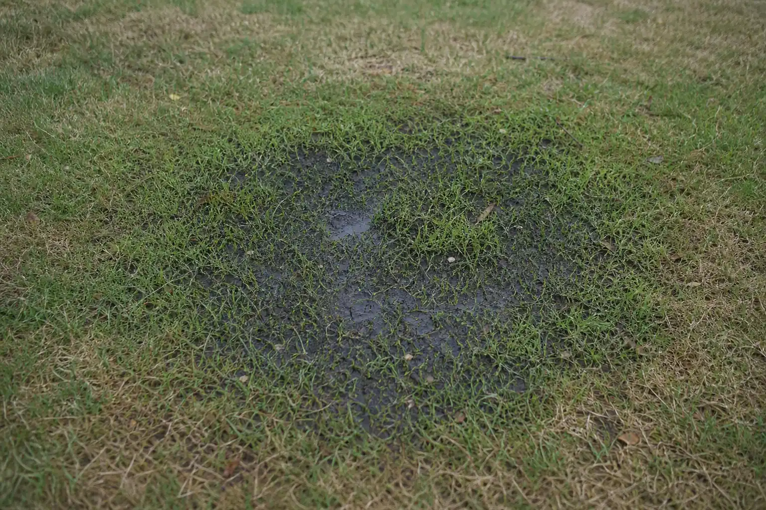 Ovale de pelouse gorgé d'eau et plus vert au milieu d'un gazon d'été desséché